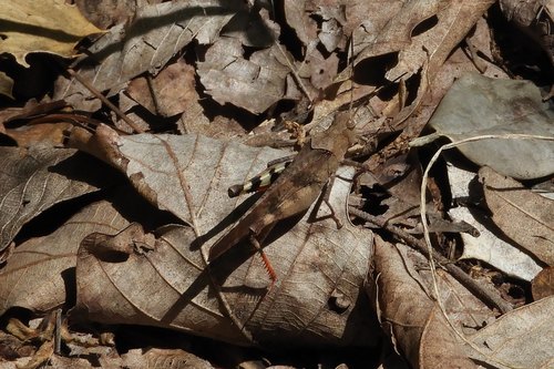 Boll's Grasshopper photo 6