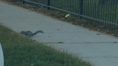 Sciurus carolinensis