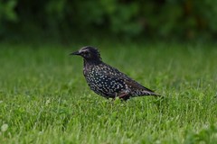 Sturnus vulgaris