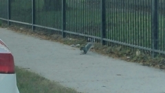 Sciurus carolinensis