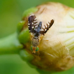 Spathulina acroleuca