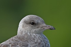 Larus canus