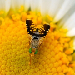 Spathulina acroleuca