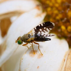 Spathulina acroleuca