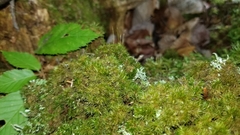 Dicranum flagellare