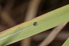 Trigonopterus