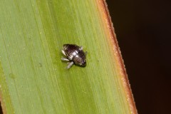 Trigonopterus