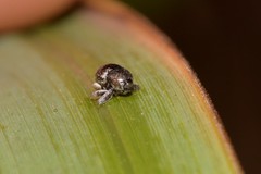 Trigonopterus