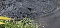 Gallinula
