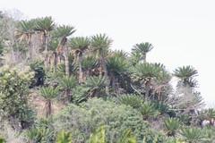 Encephalartos transvenosus