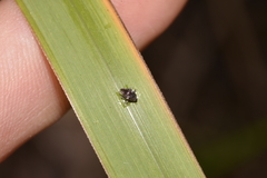 Trigonopterus