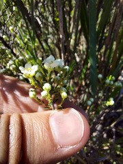 Diosma aspalathoides