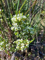Diosma aspalathoides