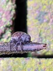 Chalcodermus collaris