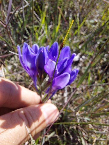Babiana angustifolia