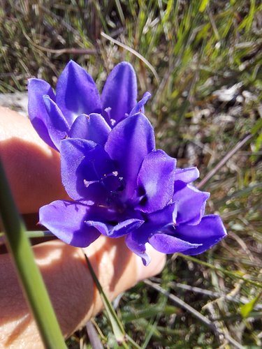 Babiana angustifolia