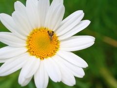 Spathulina acroleuca