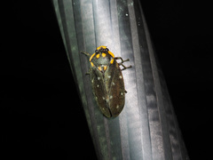 Phymatostetha stellata