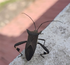 Trematocoris lobipes