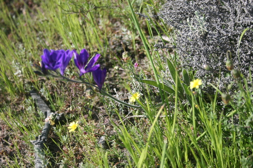 Babiana angustifolia