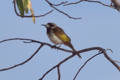 Purnella albifrons