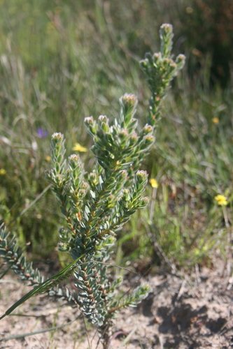 Image of Leucadendron thymifolium by (c) Jacques van der Merwe, some rights reserved (CC BY-SA)