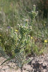Leucadendron thymifolium