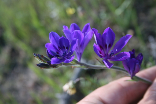 Babiana angustifolia