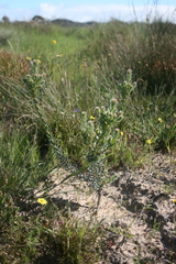 Leucadendron thymifolium