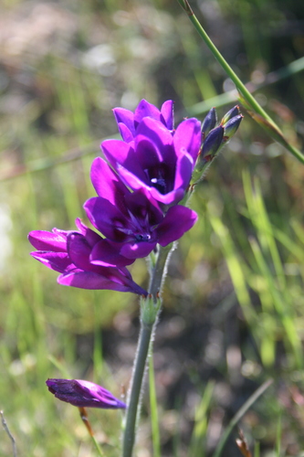 Babiana angustifolia