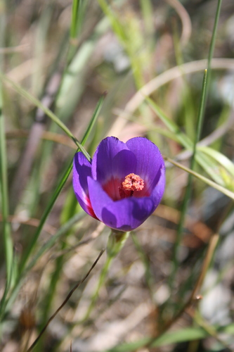 Geissorhiza eurystigma