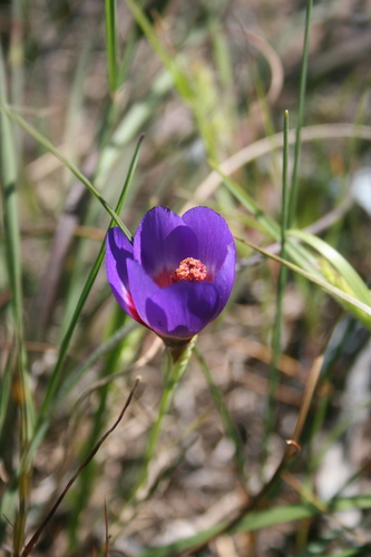 Geissorhiza eurystigma
