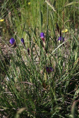 Geissorhiza eurystigma