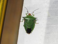 Rhynchocoris plagiatus