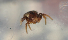 Holopelus