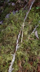 Hylocomium splendens image