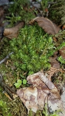 Media resource of Dicranum undulatum