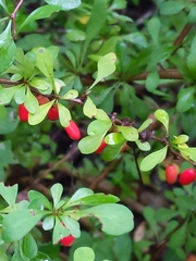 Berberis thunbergii