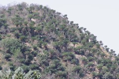 Encephalartos transvenosus