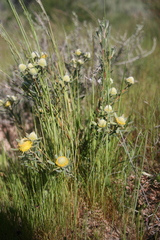 Leucadendron cinereum