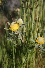 Leucadendron cinereum