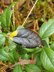 Mycosphaerella stemmatea