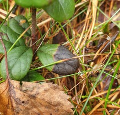 Mycosphaerella stemmatea