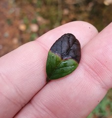 Mycosphaerella stemmatea