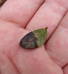 Mycosphaerella stemmatea