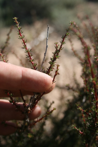 Image of Cliffortia acockii by (c) Jacques van der Merwe, some rights reserved (CC BY-SA)