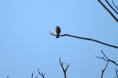 Sporophila nigricollis