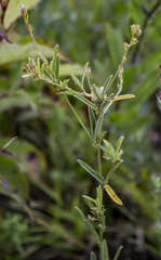 Lespedeza leptostachya
