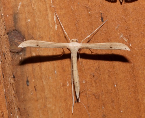 Baccharis Borer photo 2
