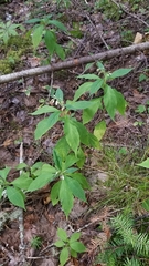 Oclemena acuminata image